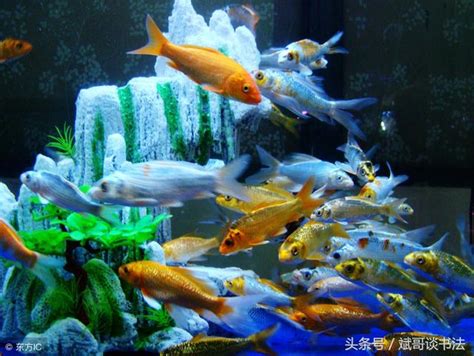 金魚養幾條|養對魚數：財運滾滾來